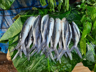 Closeup of Indian silver color thin and long fish isolated on green leaves selling on the roadside