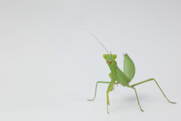 horizontal shot mantis on a white background cloose up