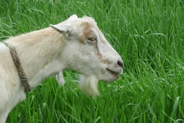 Goat on pasture on green grass background