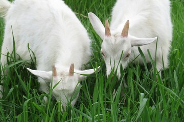 Beautiful two young white goats grazing on grass