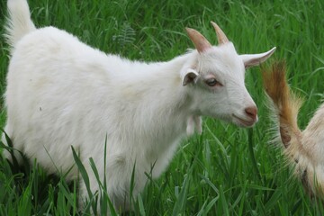 Obraz premium Goat graze in the meadow, closeup