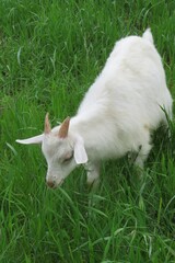 Goat grazing on the meadow