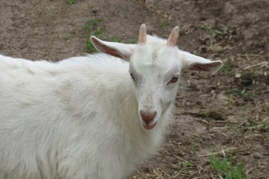 Closeup of a white young goat on the ground