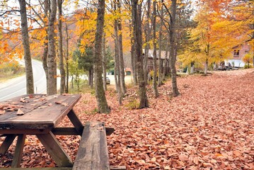 Naklejka na ściany i meble bench in autumn park