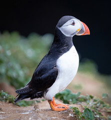 The atlantic puffin lives on the ocean and comes for nesting and breeding to the shore. They are seen in big numbers on Iceland