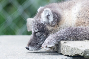 Very young polar fox
