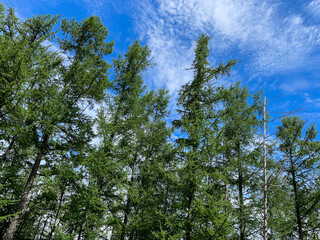 blue sky with clouds  and trees
