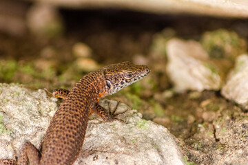 Sunbathing Lizard