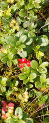 (Vaccinium vitis-idaea) Airelle rouge ou myrtille rouge de montagne de Forêt-Noire (Allemagne)