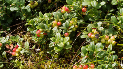 accinium vitis-idaea | Airelle rouge ou myrtille rouge, sous-arbrisseau aux rameaux rampant, feuillage oval, vert, luisant, taché de brun produisant de petites baies rouge vif comestibles
