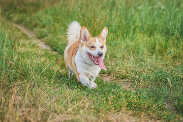 Corgi dog for a walk in the park on a green lawn