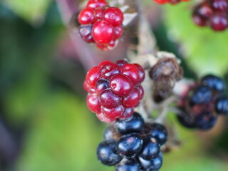 Leckere Brombeeren am Strauch 