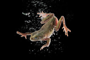 Green Brown Frog jumping into the water