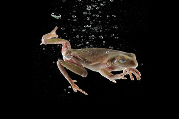 Green Brown Frog jumping into the water