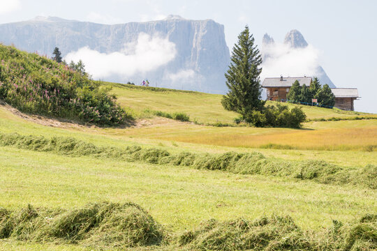 August 21, 2021: couple of people walking on the Alpe di Siusi, with the Scilliar massif in the back
