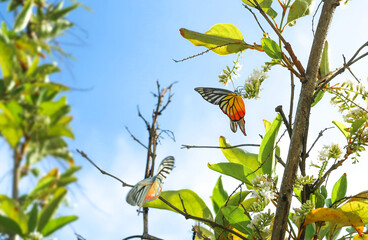 Citharexylum spinosum white flower or Florida fiddlewood or Spiny fiddlewood or Fiddlewood tree with butterfly in the garden on blue sky