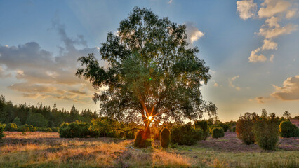 Obraz premium Abendstimmung in der Ellerndorfer Heide (Teil der Lüneburger Heide)