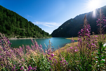 Fototapete bei efototapeten.de bestellen   