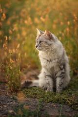 Naklejka na ściany i meble Photo of a gray fluffy cat at sunset in the grass.
