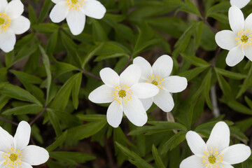 Flowering white Wood anemone, Anemone nemorosa in Estonian boreal forest. 