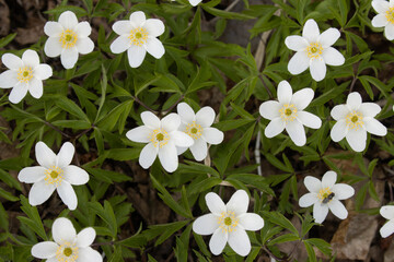 Flowering white Wood anemone, Anemone nemorosa in Estonian boreal forest. 