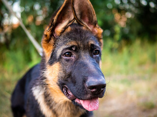 Portrait of a German Shepherd puppy.