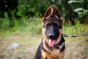 Portrait of a German Shepherd puppy.