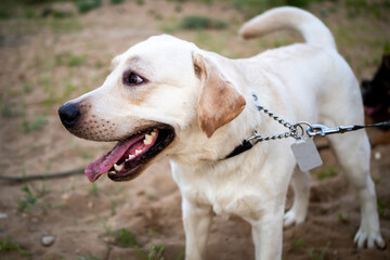 Portrait of a Labrador puppy