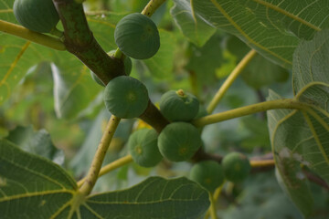 Green figs ripening on a tree