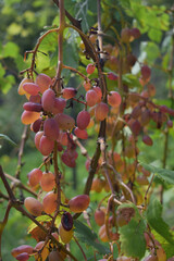 pink grapes growing on bushes