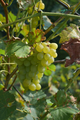 bunch of kishmish on a bush