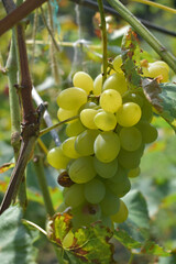 Bunch of kishmish on a bush