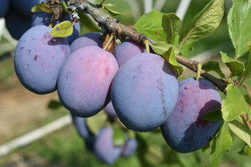 A lot of ripe plums on a branch with leaves in the garden.