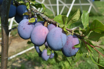 A lot of ripe plums on a branch with leaves in the garden.