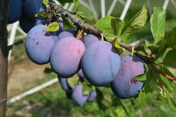 A lot of ripe plums on a branch with leaves in the garden.