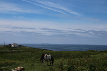 Fototapeta premium Paisajes que te puedes encontrar por las carreteras irlandesas.