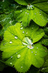 Makro grünes Blatt mit Regentropfen Samt-Frauenmantel alchemilla mollis