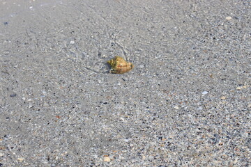 The waves of the surf carried the shell to the sandy seashore