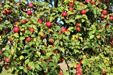 red apples in the garden
