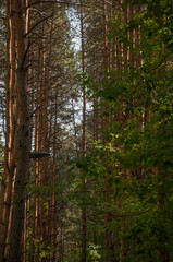 spruce forest, pinery, pine forest, Pine Tree, Fairy Forest, untouched spruce forest