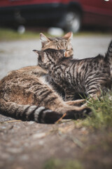 young newborn cat tries to satisfy its thirst and stays close to its mother, waiting for a cue. Little babies play around their mother. A family of animals