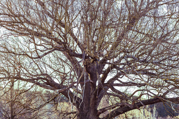oak tree in spring with no leaves