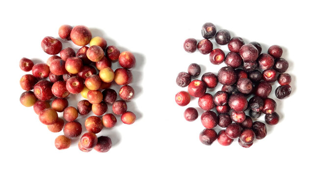 Grewia Asiatica Phalsas Types Isolated on White Background