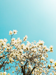 Beautiful flowers of white Magnolia kobus on the blue sky background, selective focus