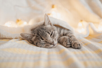Cute striped tabby kitten sleeps on the couch covered with a white knitted blanket. Bright glowing garlands in the background. Christmas and New year concept