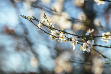 branches of apple tree with white blossoms on blurred blue background