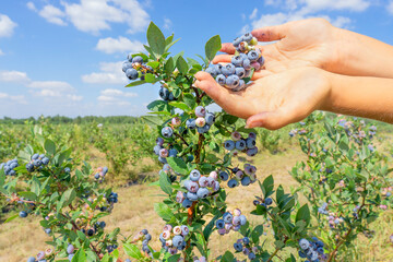 Woman showing a cluster of blueberries