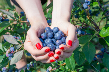 Female hands holding blueberries