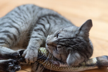 ぬいぐるみで遊ぶ猫　サバトラ猫