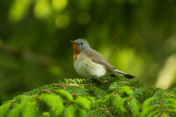 Close-up of an adult male Red-breasted flycatcher, Ficedula parva in an old-growth boreal forest in Estonia, Northern Europe. 